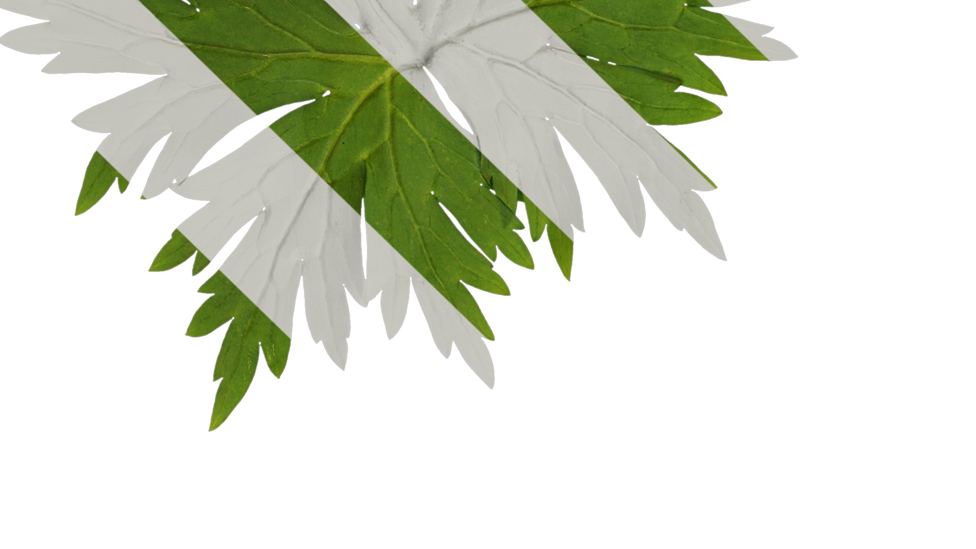 Anydrafts Aconitum sinomontanum Leaf 02 Texture_3