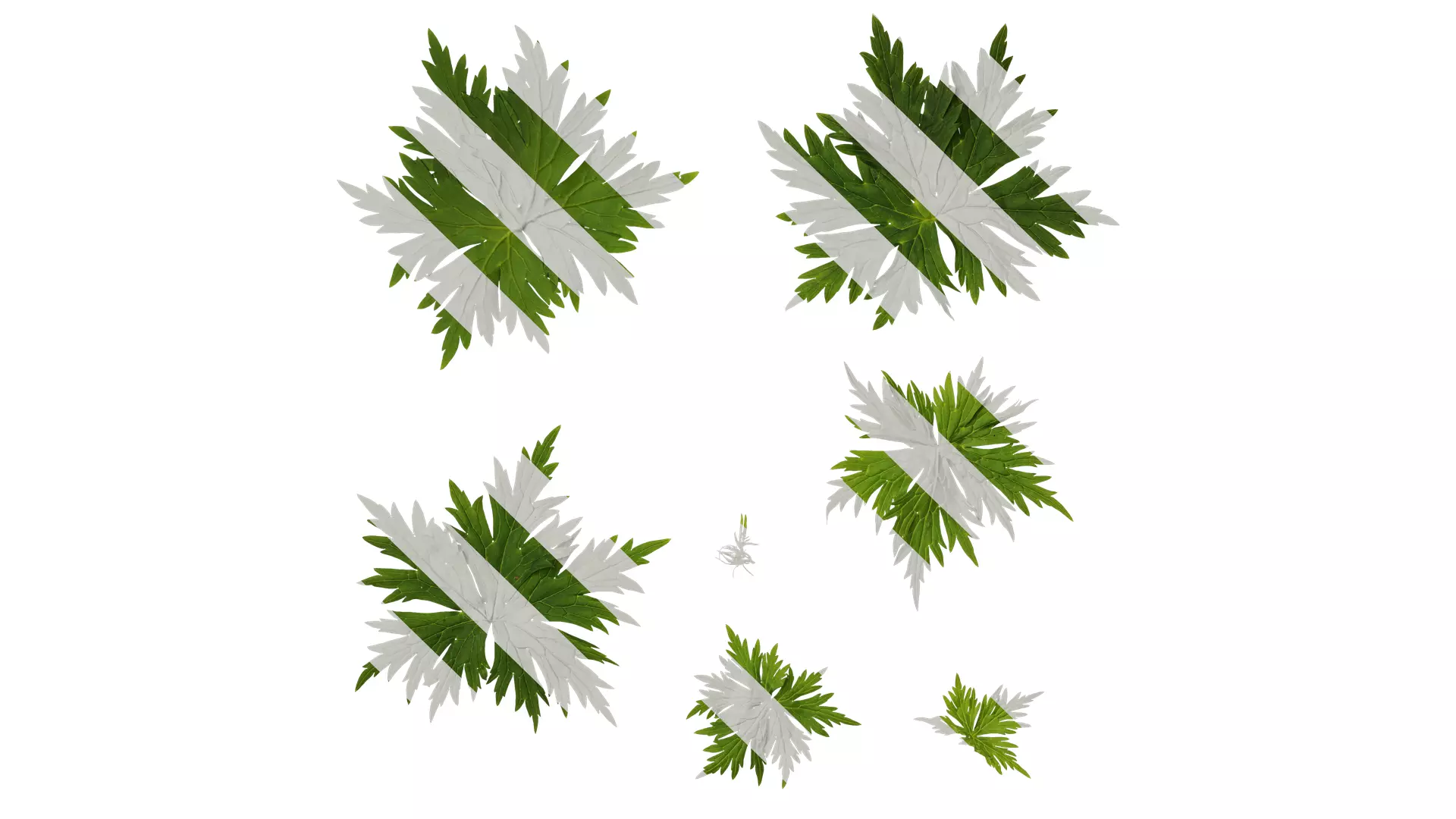 Anydrafts Aconitum sinomontanum Leaf 02 Texture_0