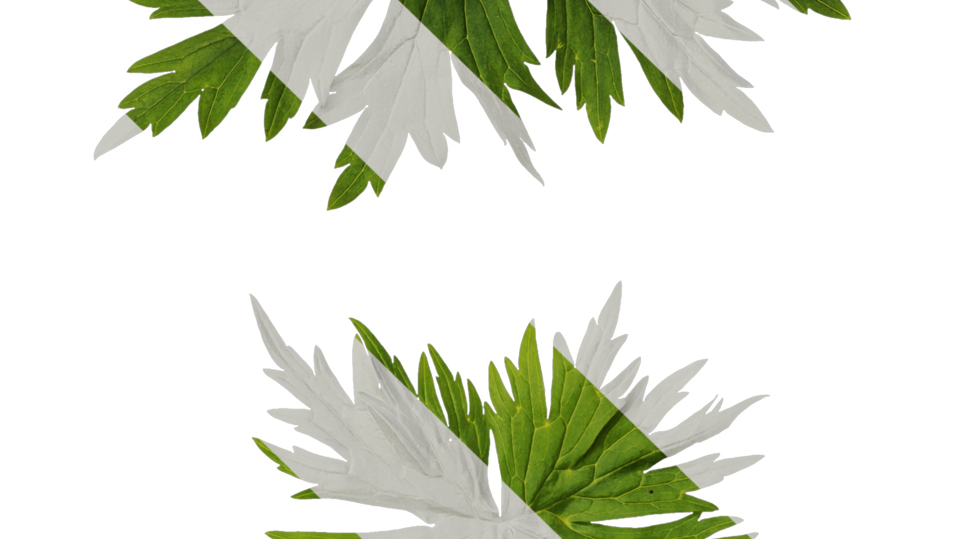 Anydrafts Aconitum sinomontanum Leaf 02 Texture_4