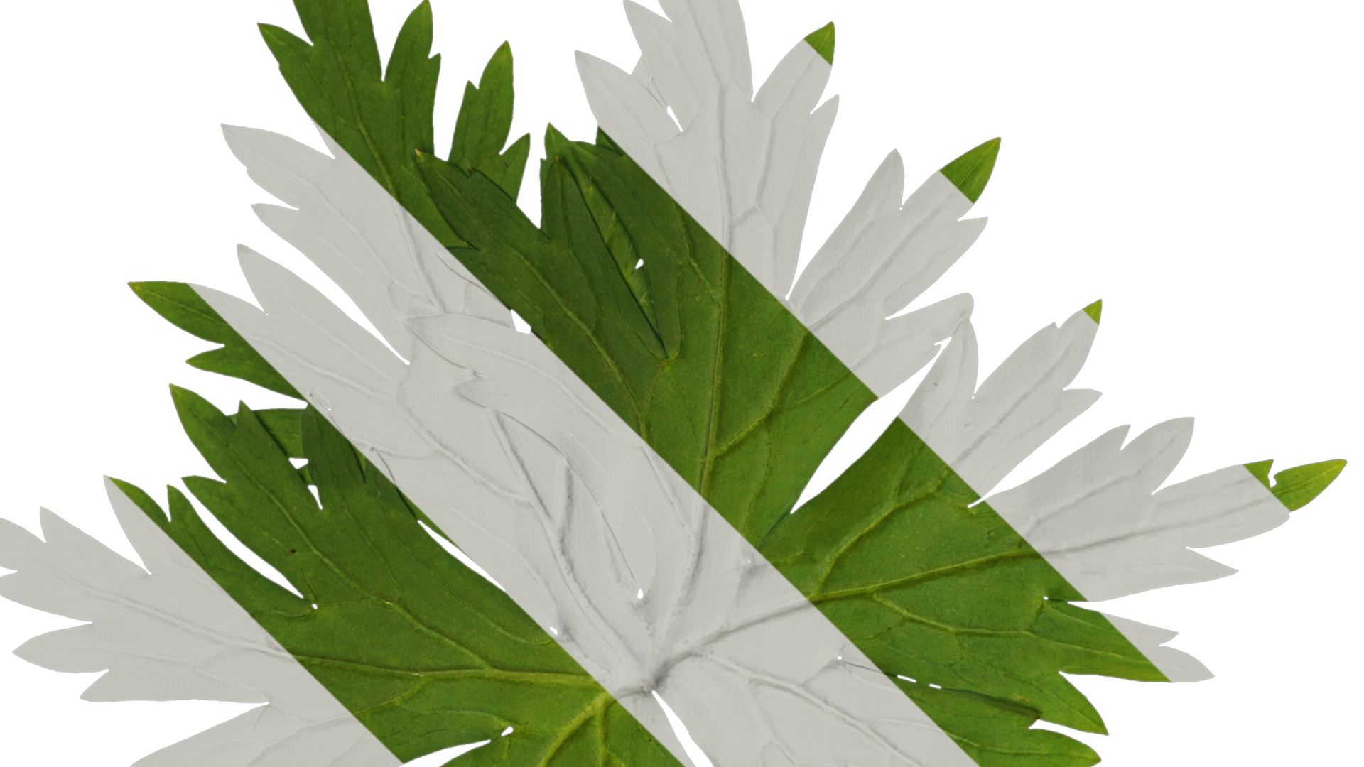 Anydrafts Aconitum sinomontanum Leaf 02 Texture_1