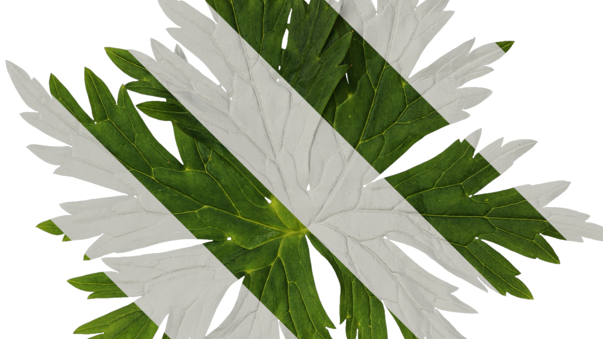 Anydrafts Aconitum sinomontanum Leaf 02 Texture_2