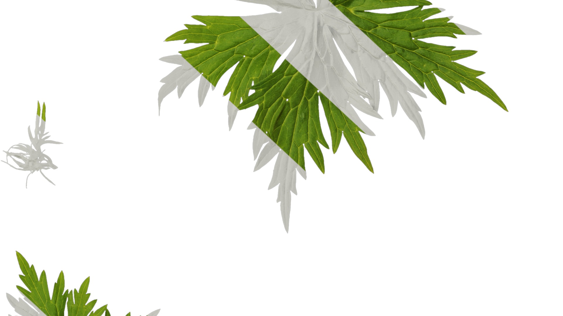 Anydrafts Aconitum sinomontanum Leaf 02 Texture_6