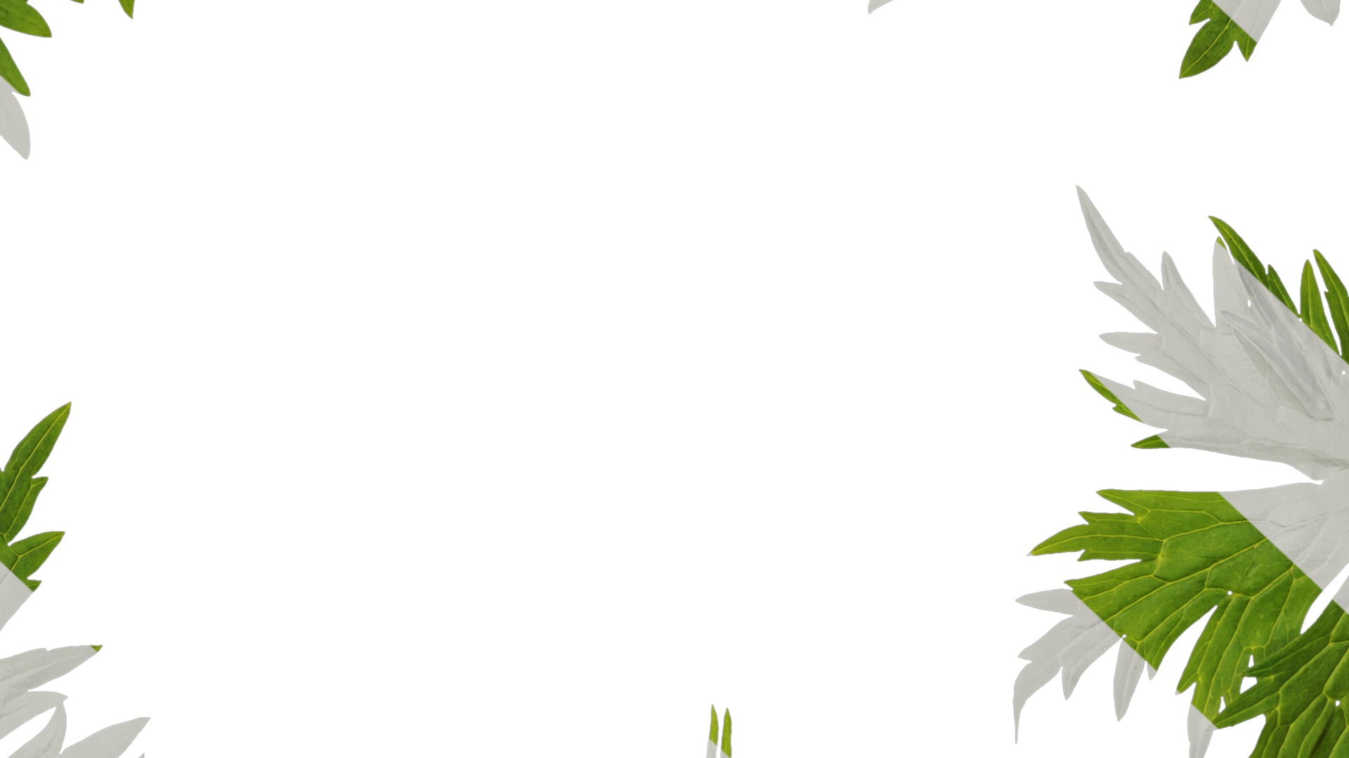 Anydrafts Aconitum sinomontanum Leaf 02 Texture_7