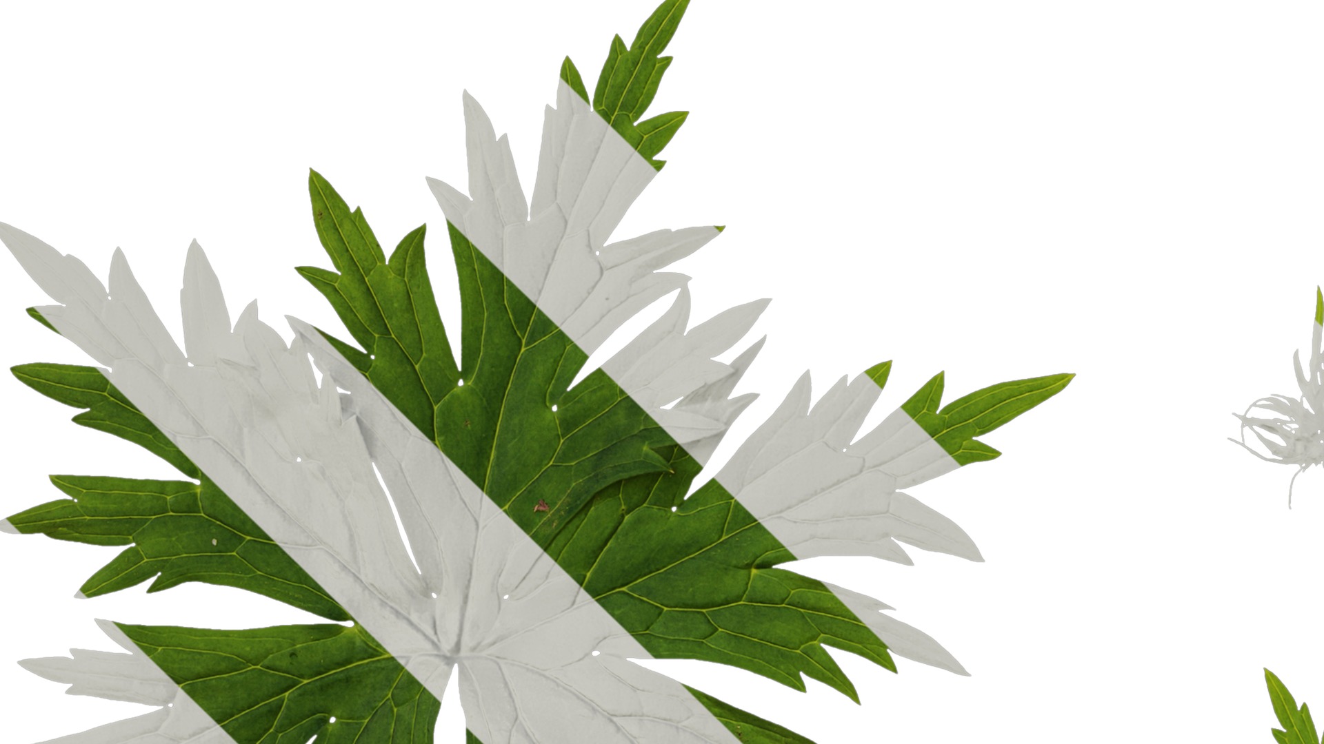 Anydrafts Aconitum sinomontanum Leaf 02 Texture_5