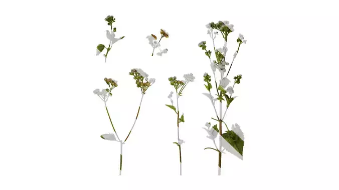 Anydrafts Ageratum conyzoides Atlas 01