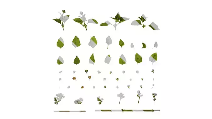 Anydrafts Ageratum conyzoides Atlas 02