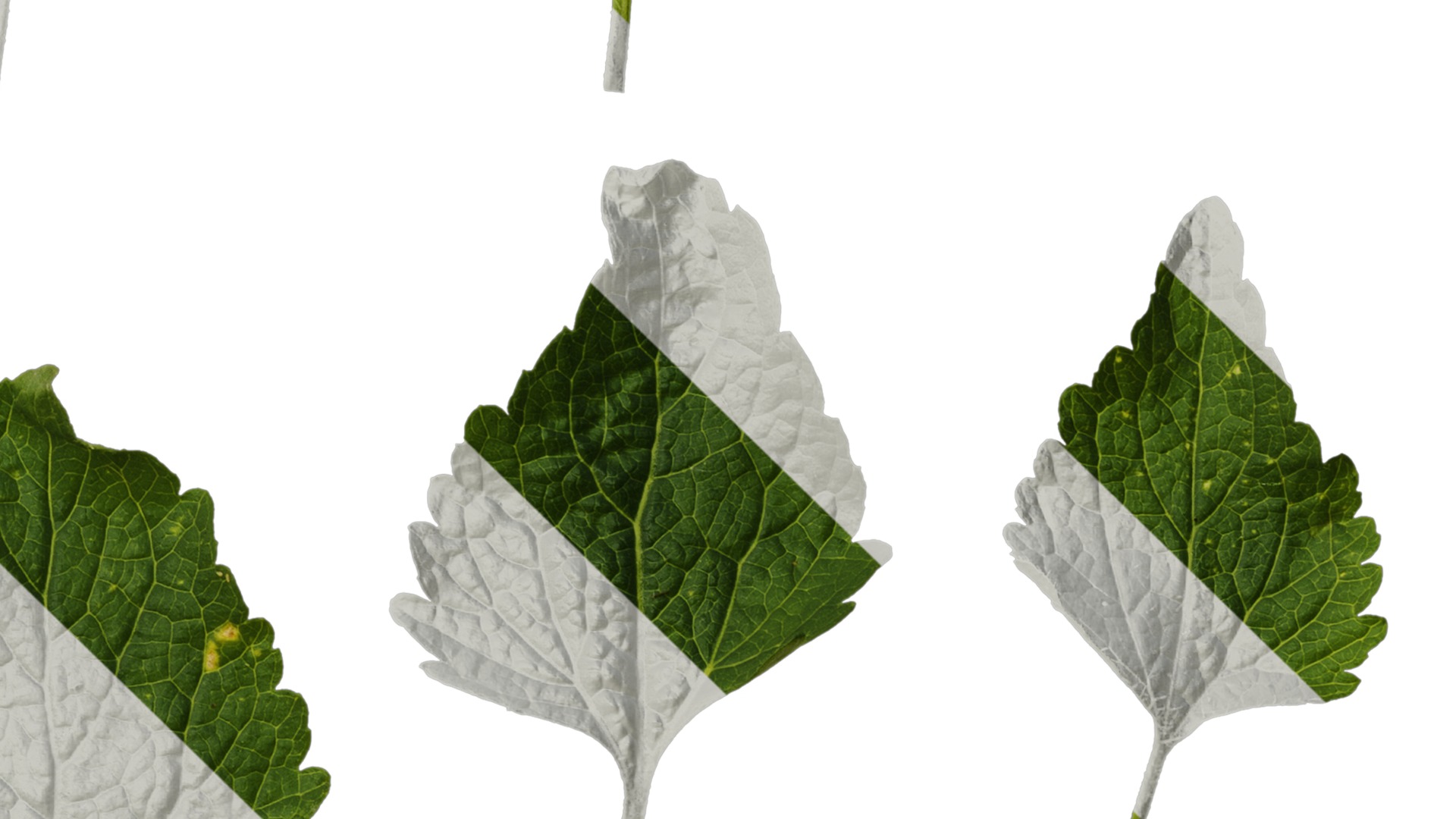 Anydrafts Ageratum conyzoides Atlas 03 Texture_4