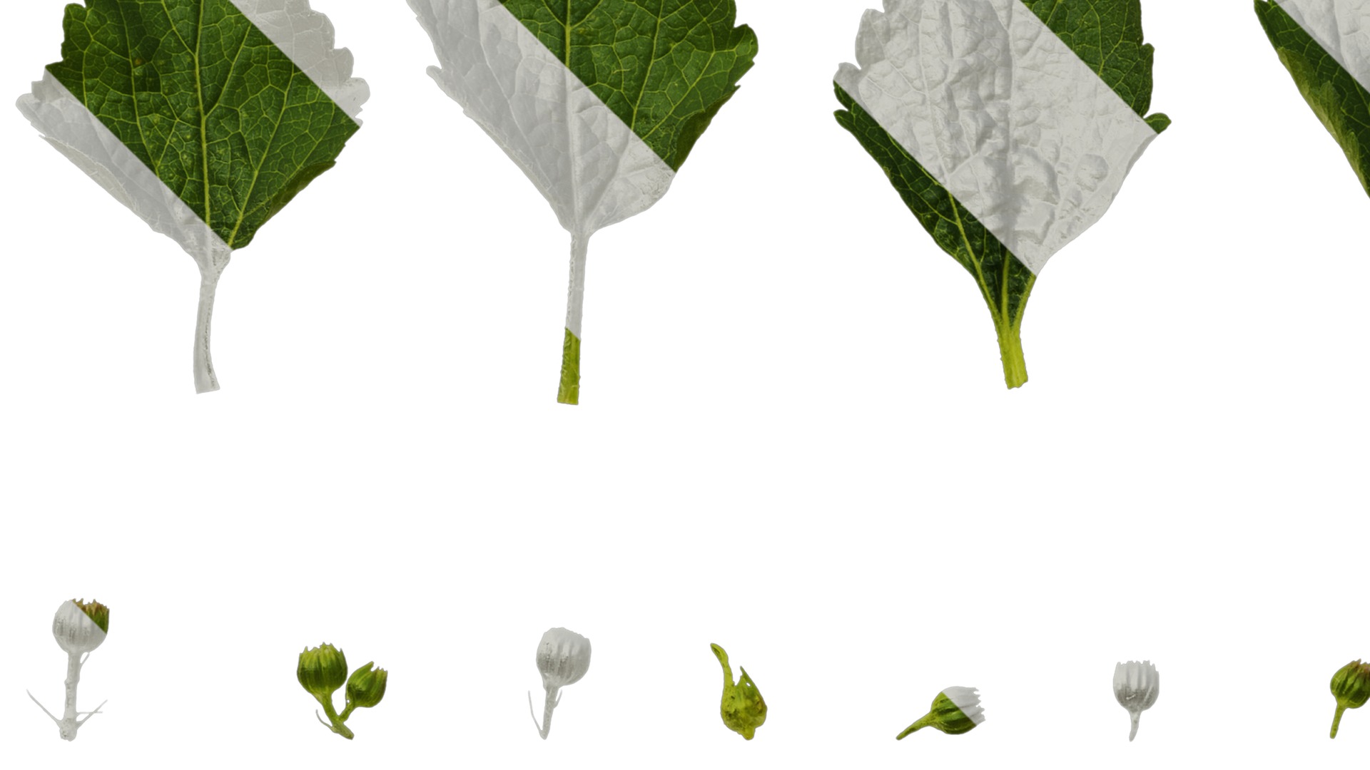 Anydrafts Ageratum conyzoides Atlas 03 Texture_5