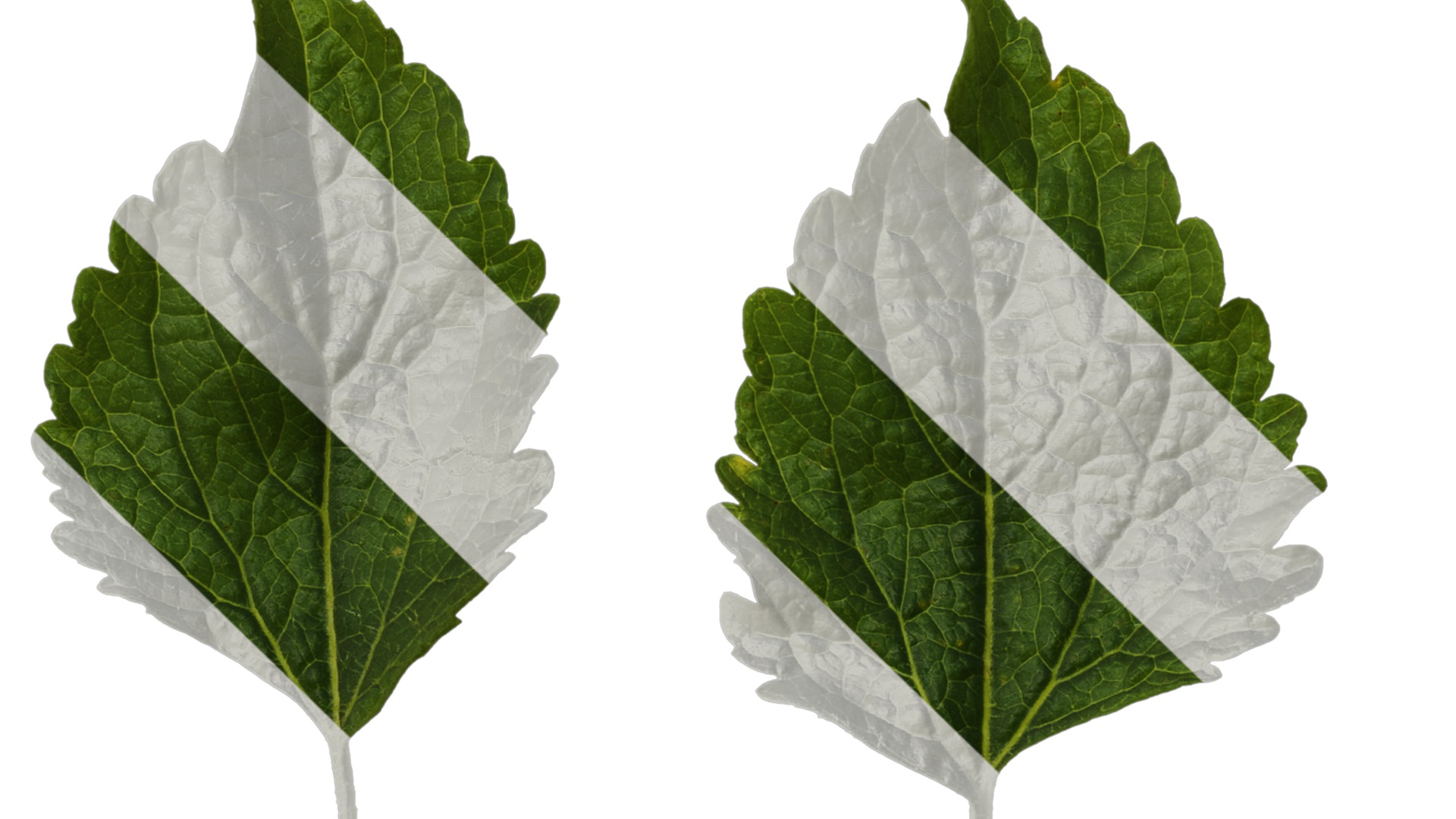 Anydrafts Ageratum conyzoides Atlas 03 Texture_1