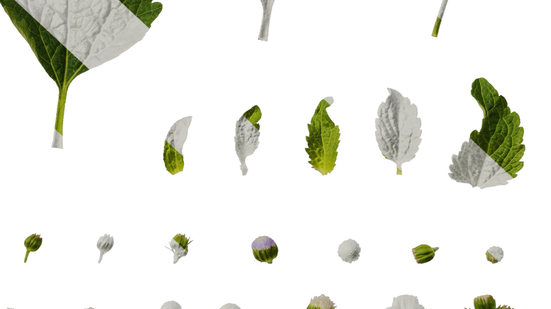 Anydrafts Ageratum conyzoides Atlas 03 Texture_6