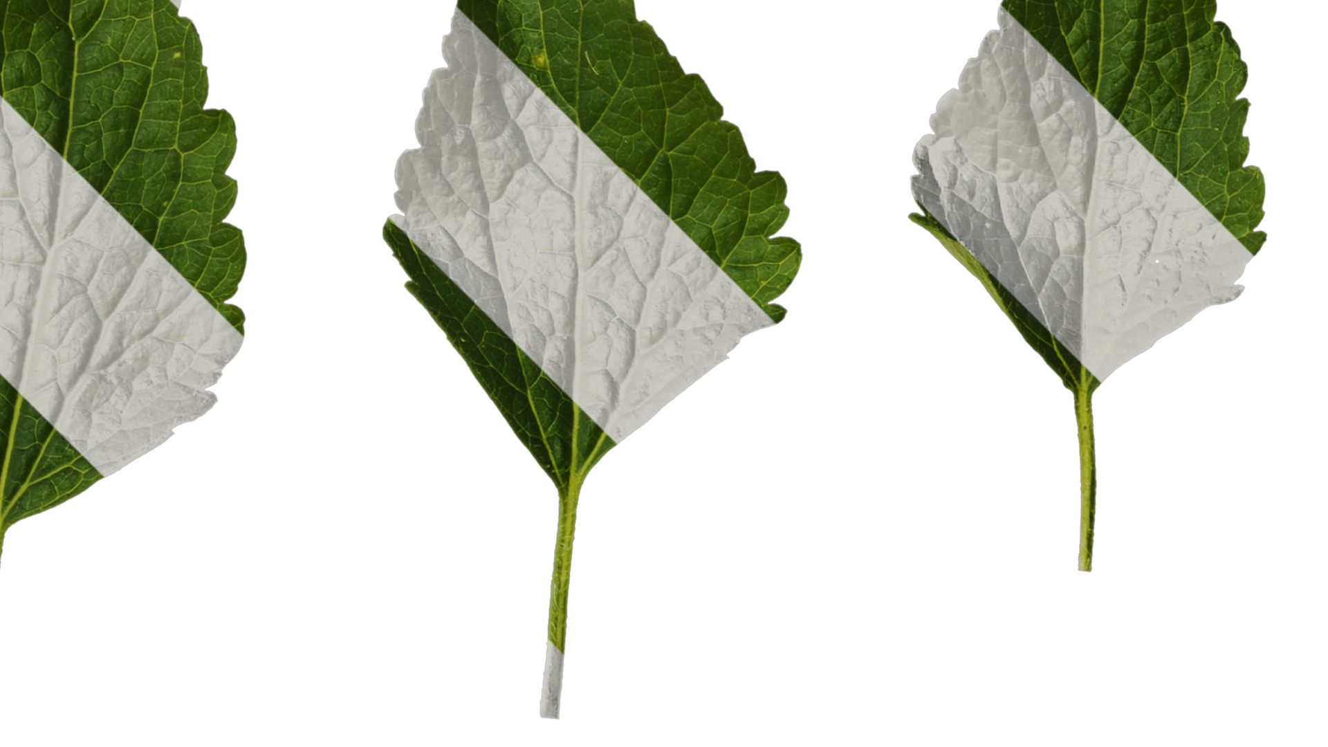 Anydrafts Ageratum conyzoides Atlas 03 Texture_2