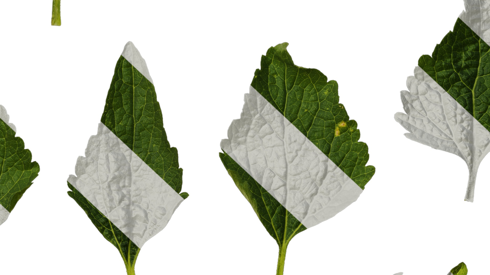 Anydrafts Ageratum conyzoides Atlas 03 Texture_7