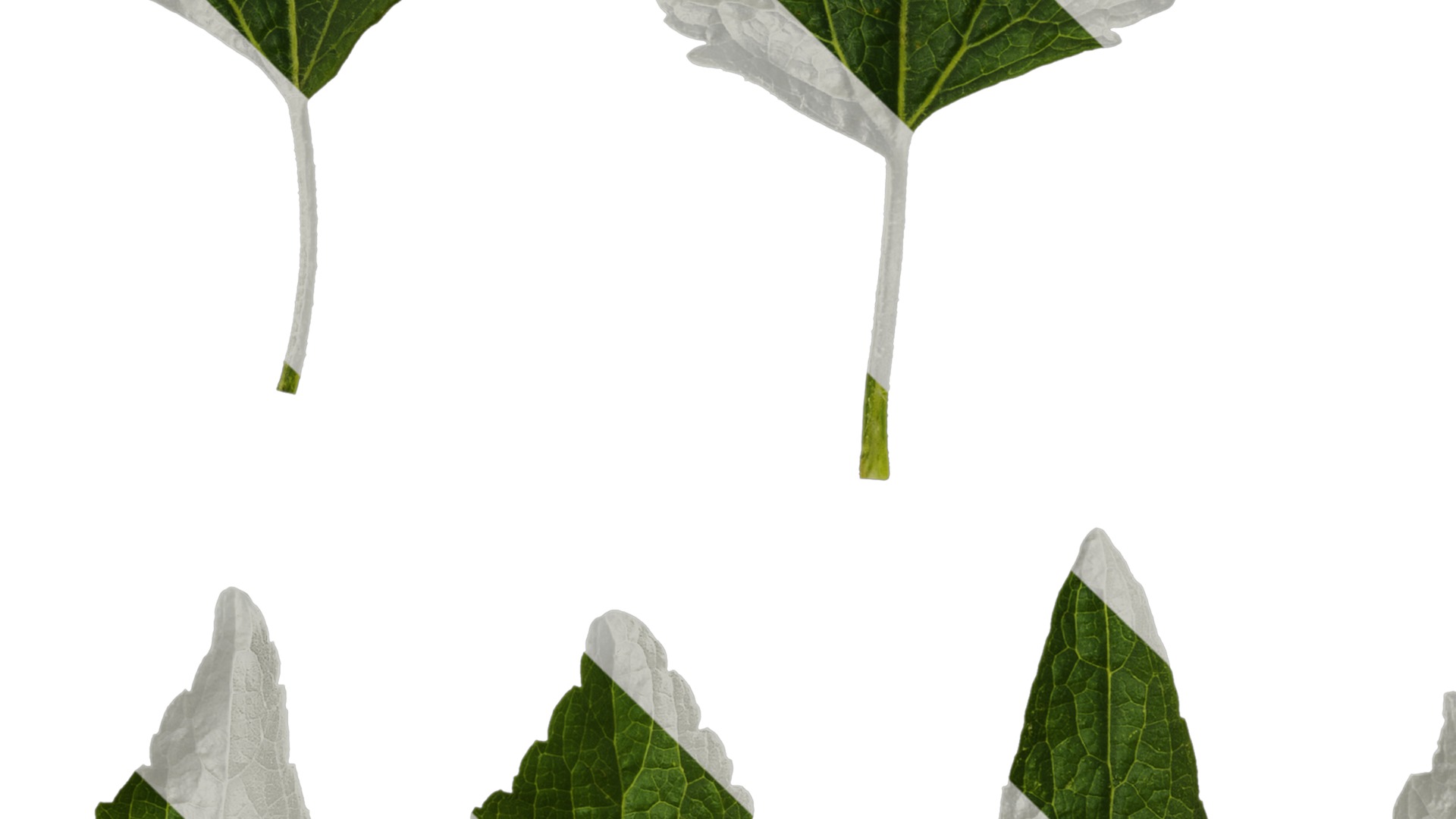 Anydrafts Ageratum conyzoides Atlas 03 Texture_3