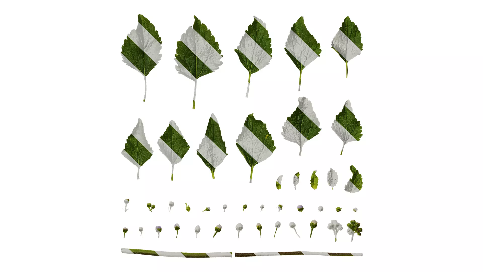 Anydrafts Ageratum conyzoides Atlas 03 Texture_0