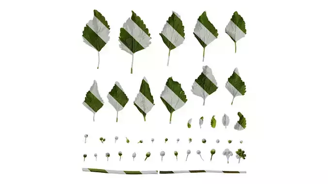 Anydrafts Ageratum conyzoides Atlas 03