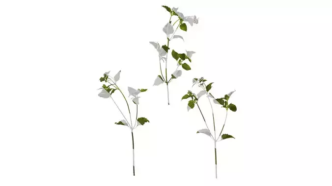 Anydrafts Ageratum conyzoides Atlas 04