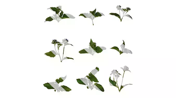 Anydrafts Ageratum conyzoides Atlas 05