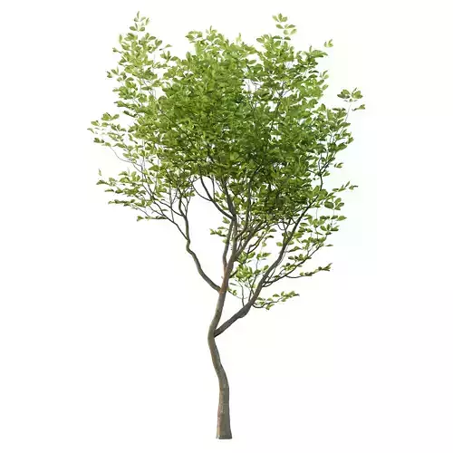 Fraxinus Rhynchophylla Tree 01