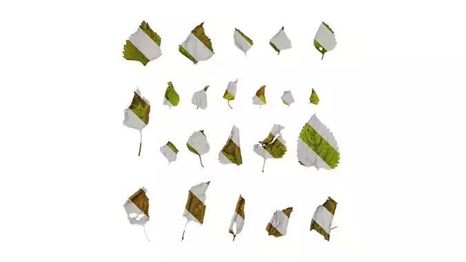 Anydrafts Ageratum conyzoides Leaf 01