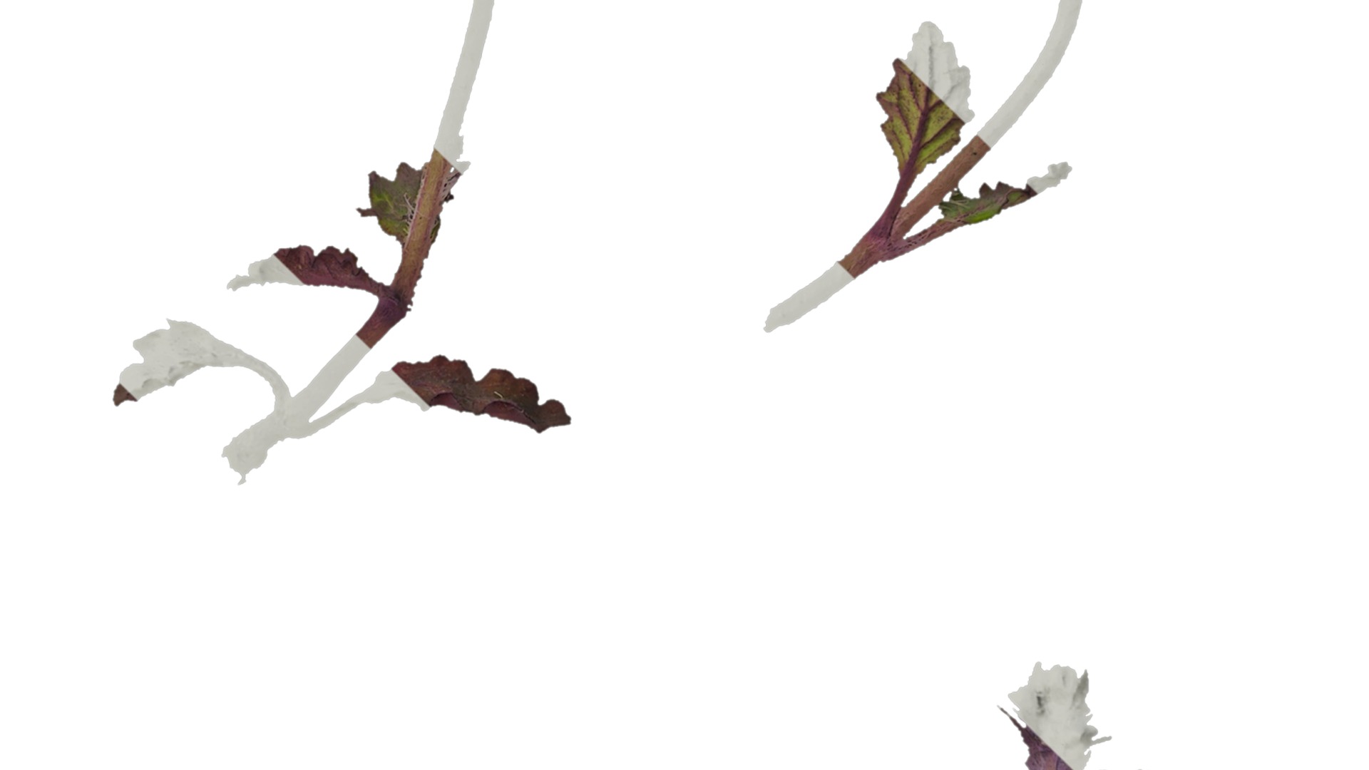 Anydrafts Ajuga ciliata Atlas 01 Texture_4