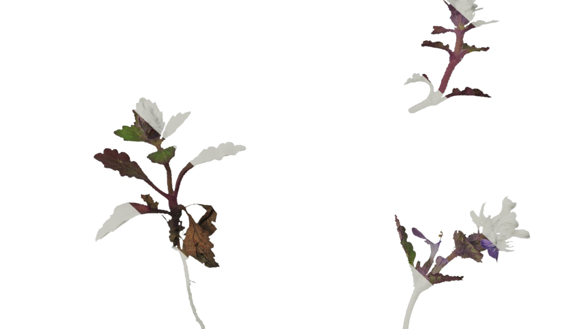 Anydrafts Ajuga ciliata Atlas 01 Texture_6