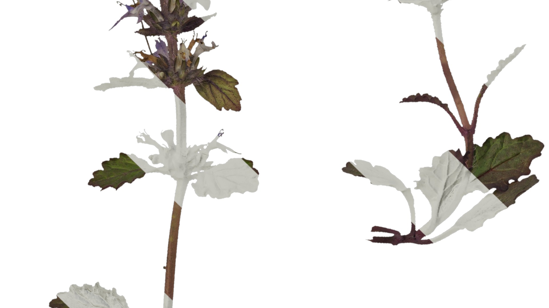 Anydrafts Ajuga ciliata Atlas 01 Texture_3