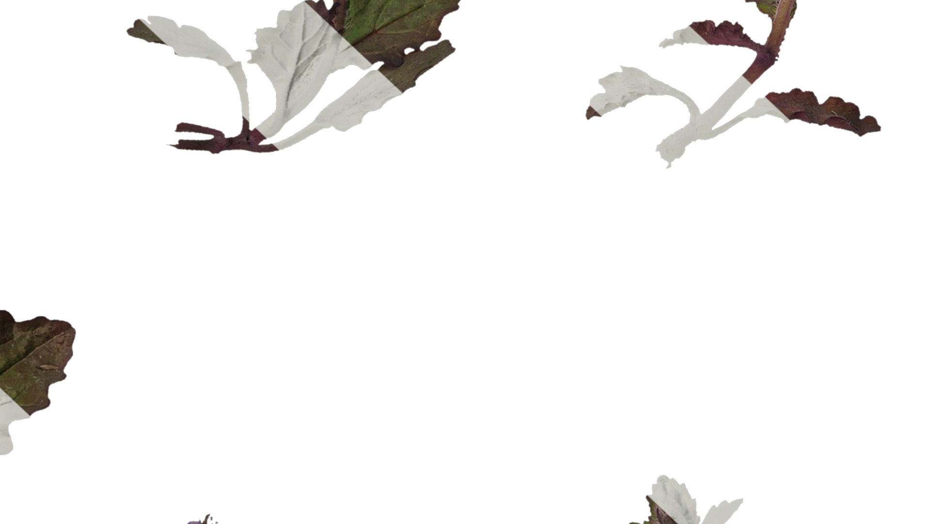 Anydrafts Ajuga ciliata Atlas 01 Texture_7