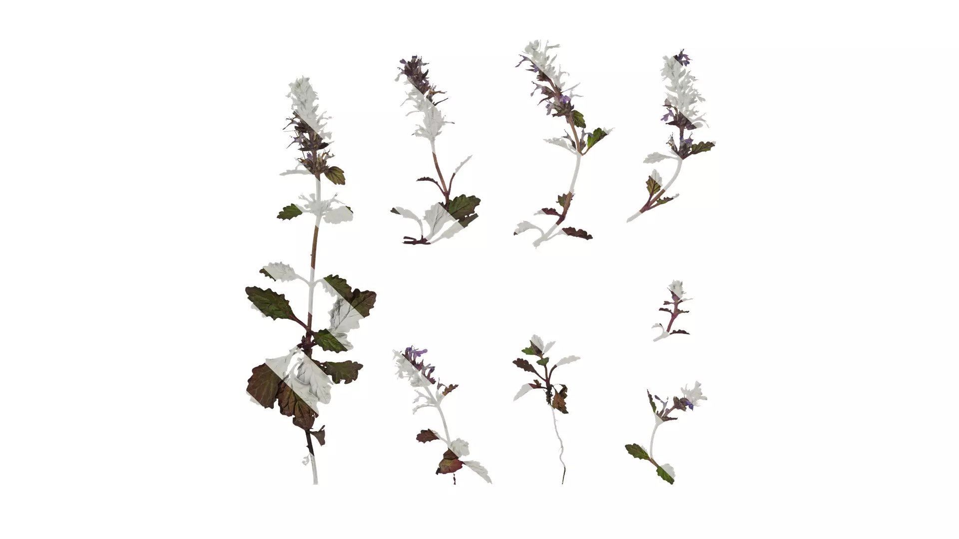 Anydrafts Ajuga ciliata Atlas 01 Texture_0