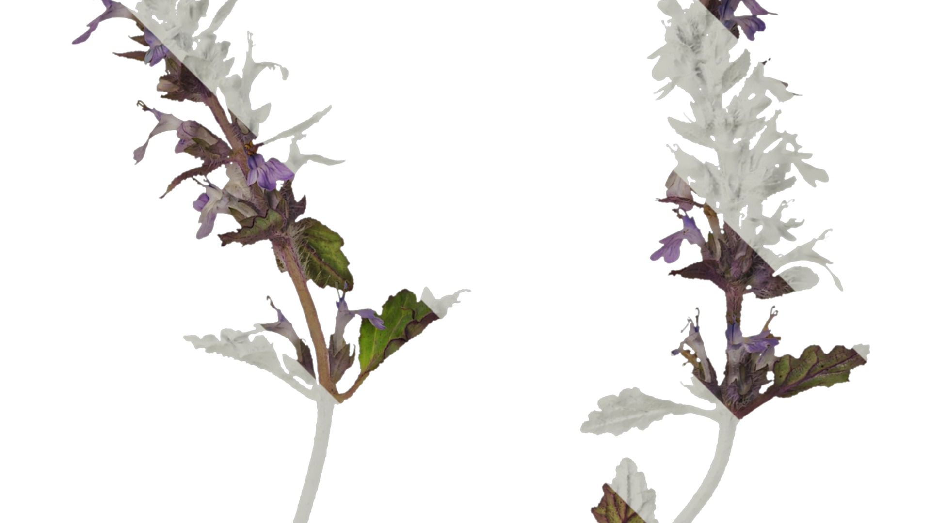 Anydrafts Ajuga ciliata Atlas 01 Texture_2