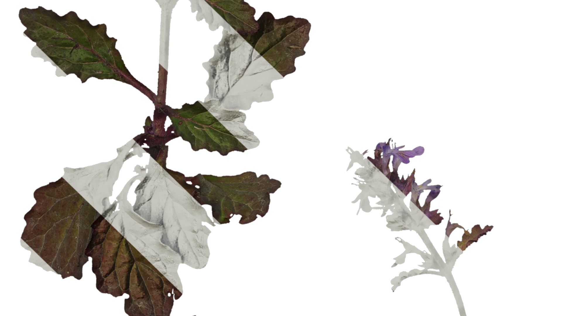 Anydrafts Ajuga ciliata Atlas 01 Texture_5