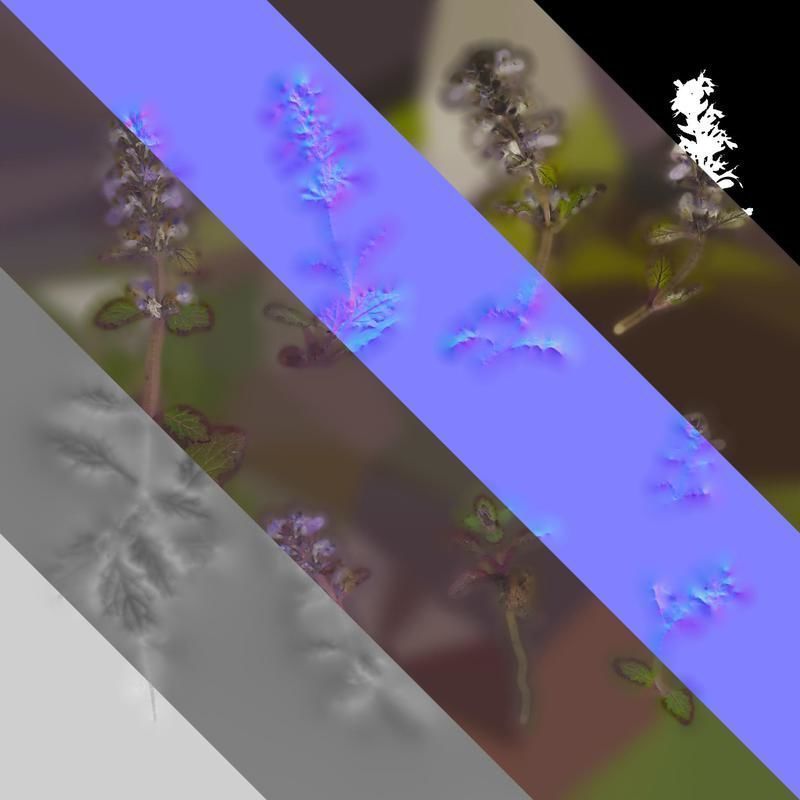 Anydrafts Ajuga ciliata Atlas 01 Texture_8