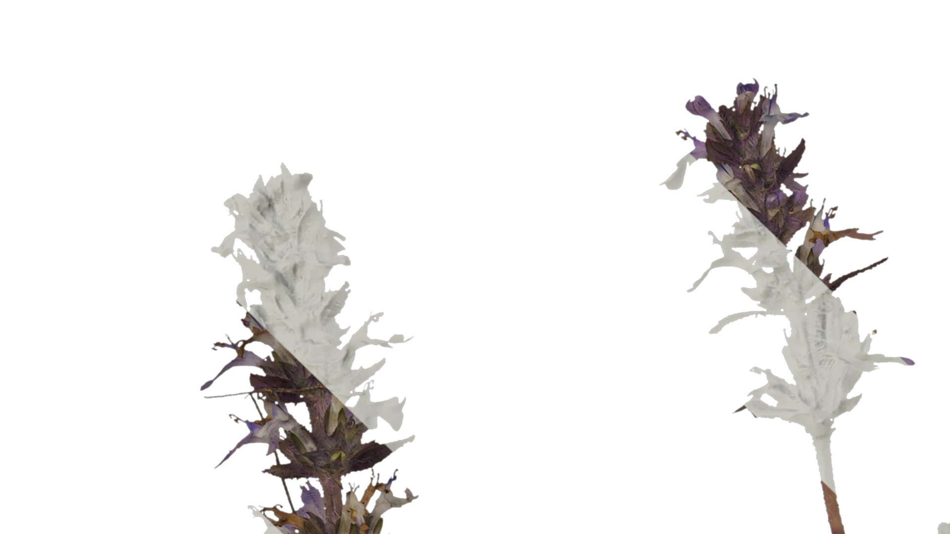 Anydrafts Ajuga ciliata Atlas 01 Texture_1