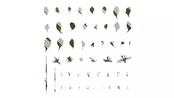 Anydrafts Ajuga ciliata Atlas 02