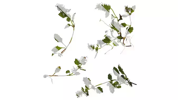 Anydrafts Ajuga ciliata Atlas 08