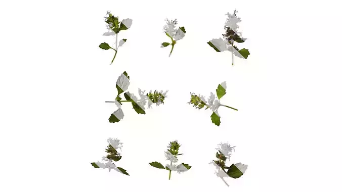 Anydrafts Ajuga ciliata Atlas 09