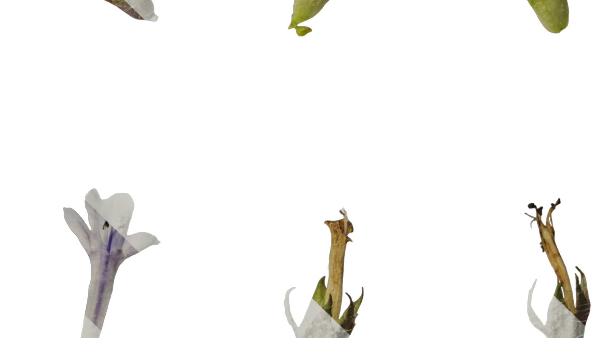 Anydrafts Ajuga ciliata Flower 03 Texture_4