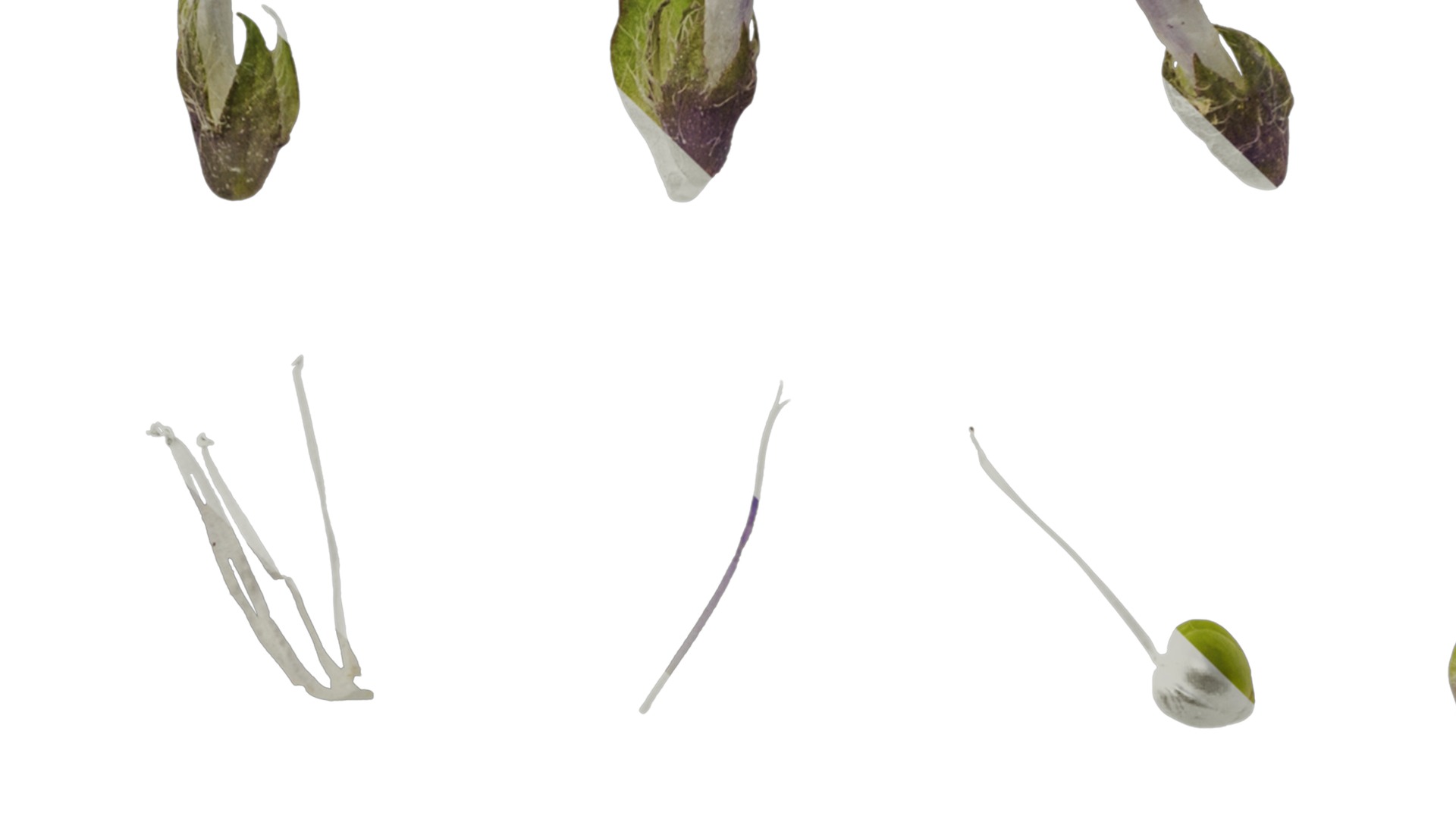 Anydrafts Ajuga ciliata Flower 03 Texture_5