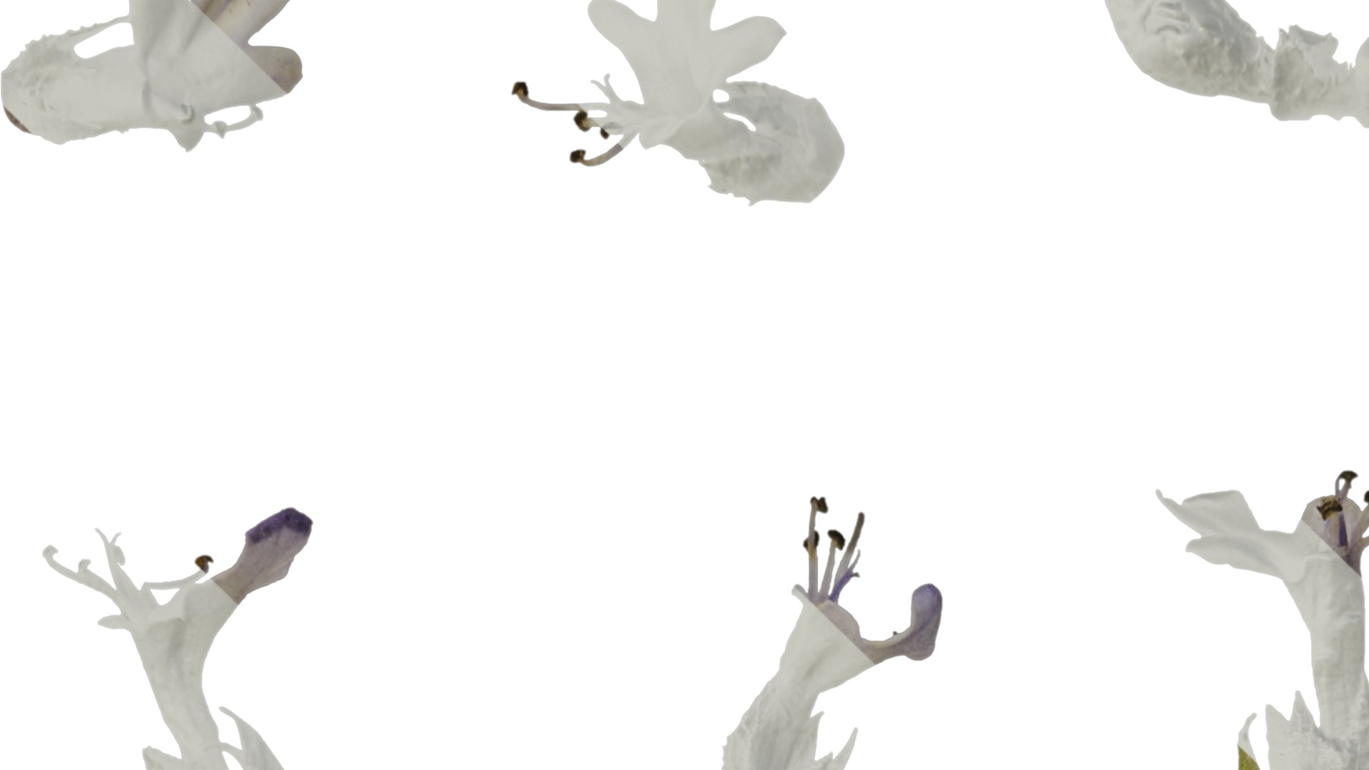 Anydrafts Ajuga ciliata Flower 03 Texture_1