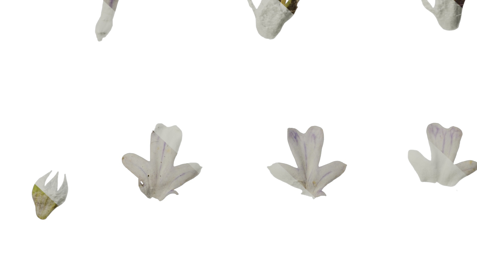 Anydrafts Ajuga ciliata Flower 03 Texture_6