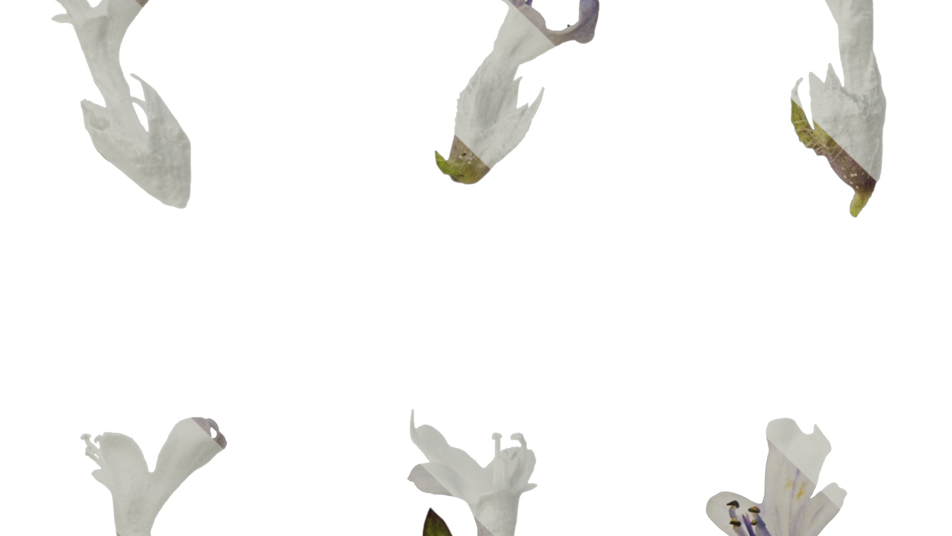 Anydrafts Ajuga ciliata Flower 03 Texture_3