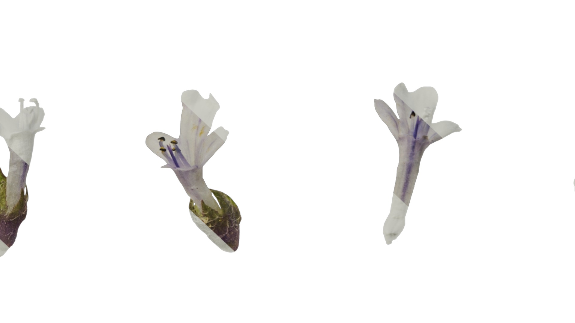 Anydrafts Ajuga ciliata Flower 03 Texture_7