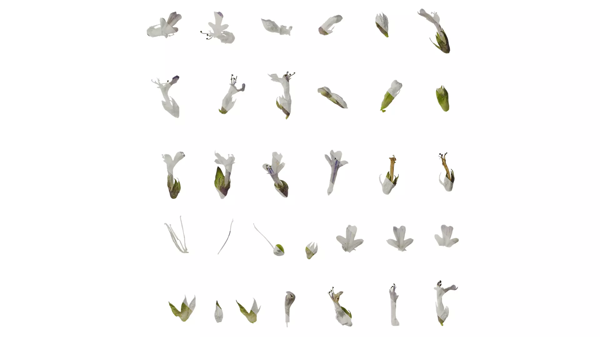 Anydrafts Ajuga ciliata Flower 03 Texture_0