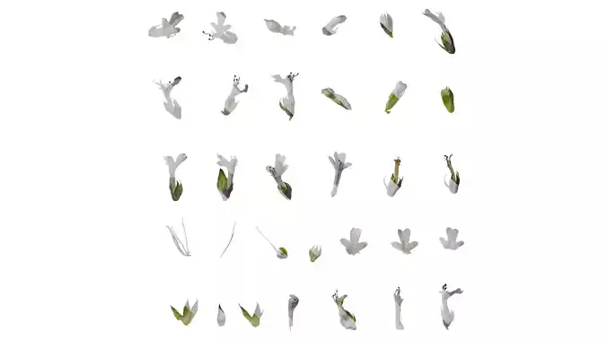 Anydrafts Ajuga ciliata Flower 03