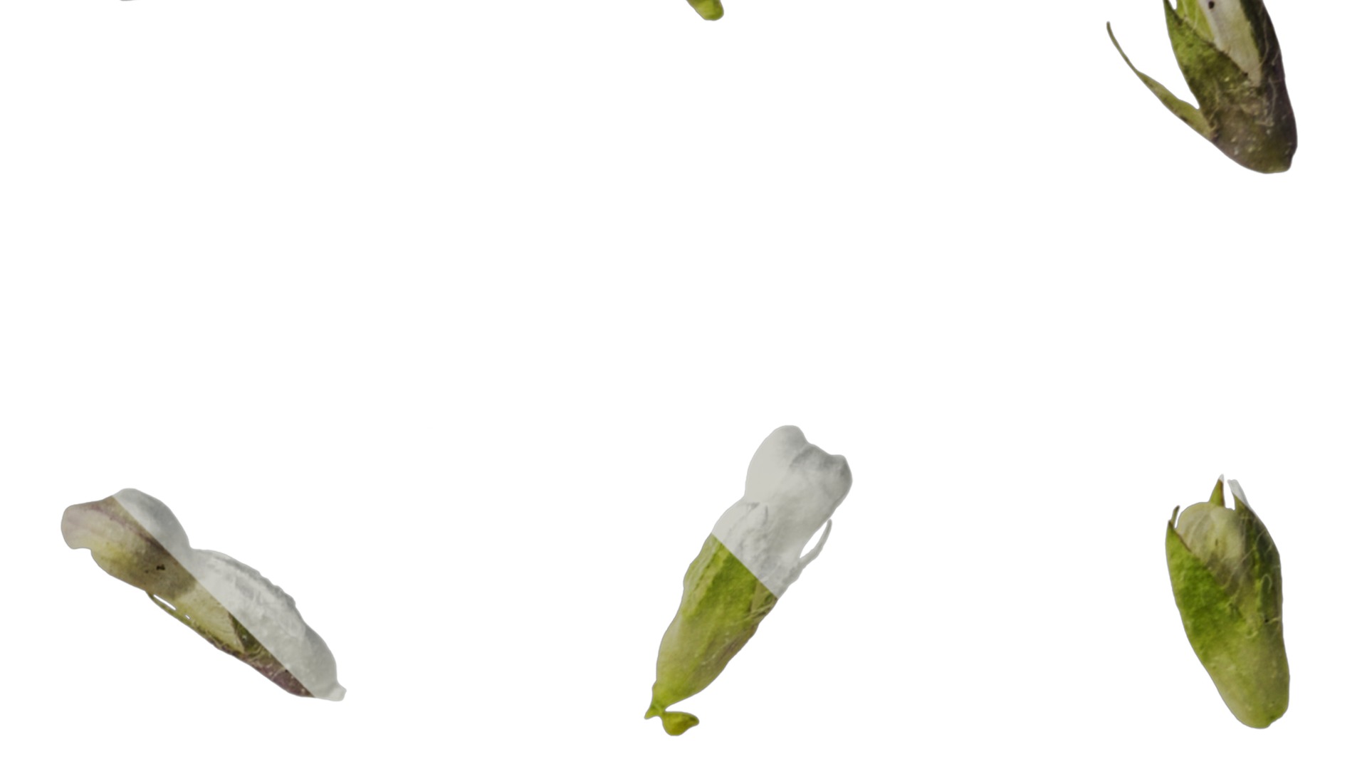 Anydrafts Ajuga ciliata Flower 03 Texture_2