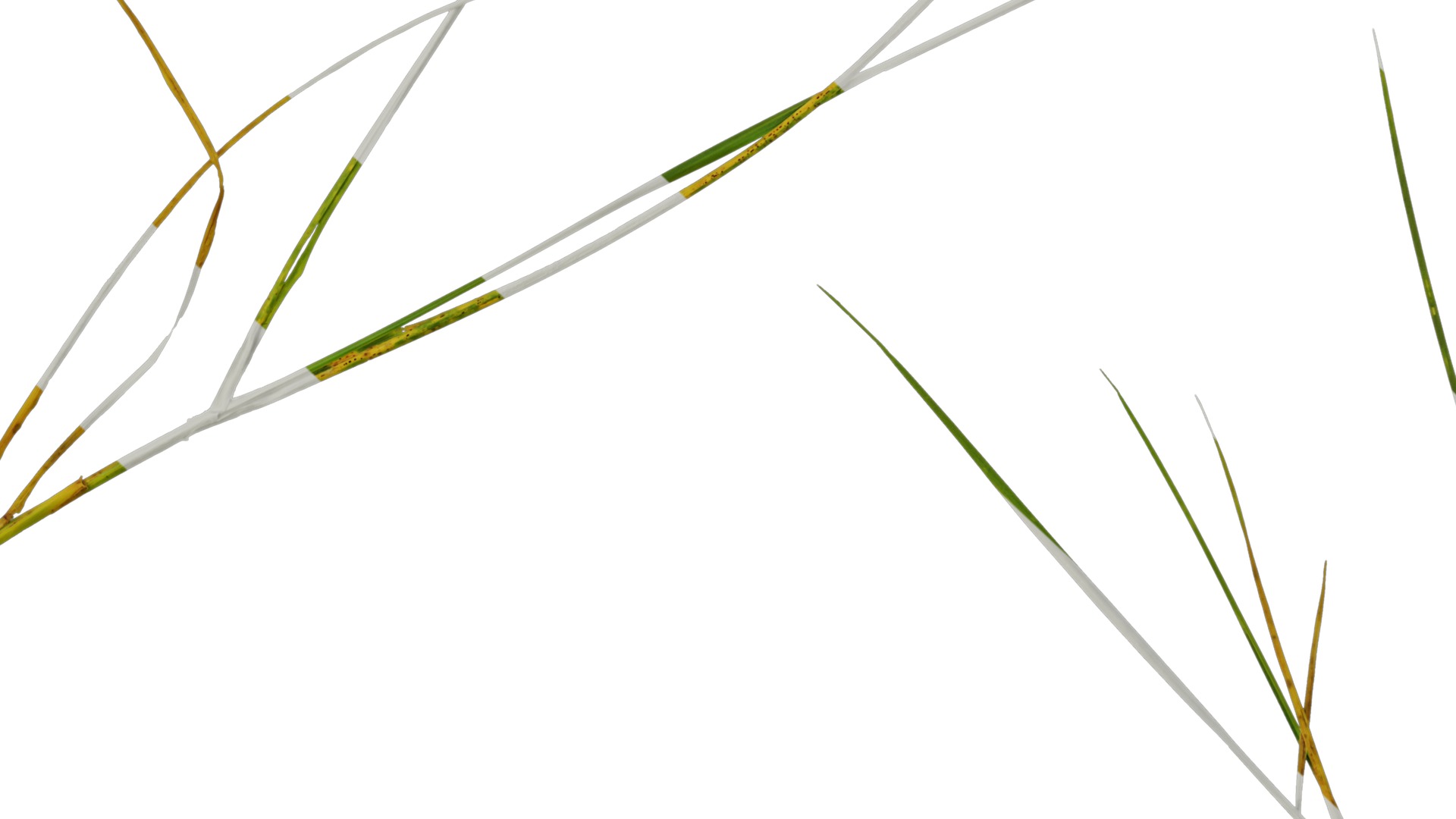 Anydrafts Ammophila arenaria Atlas 02 Texture_7