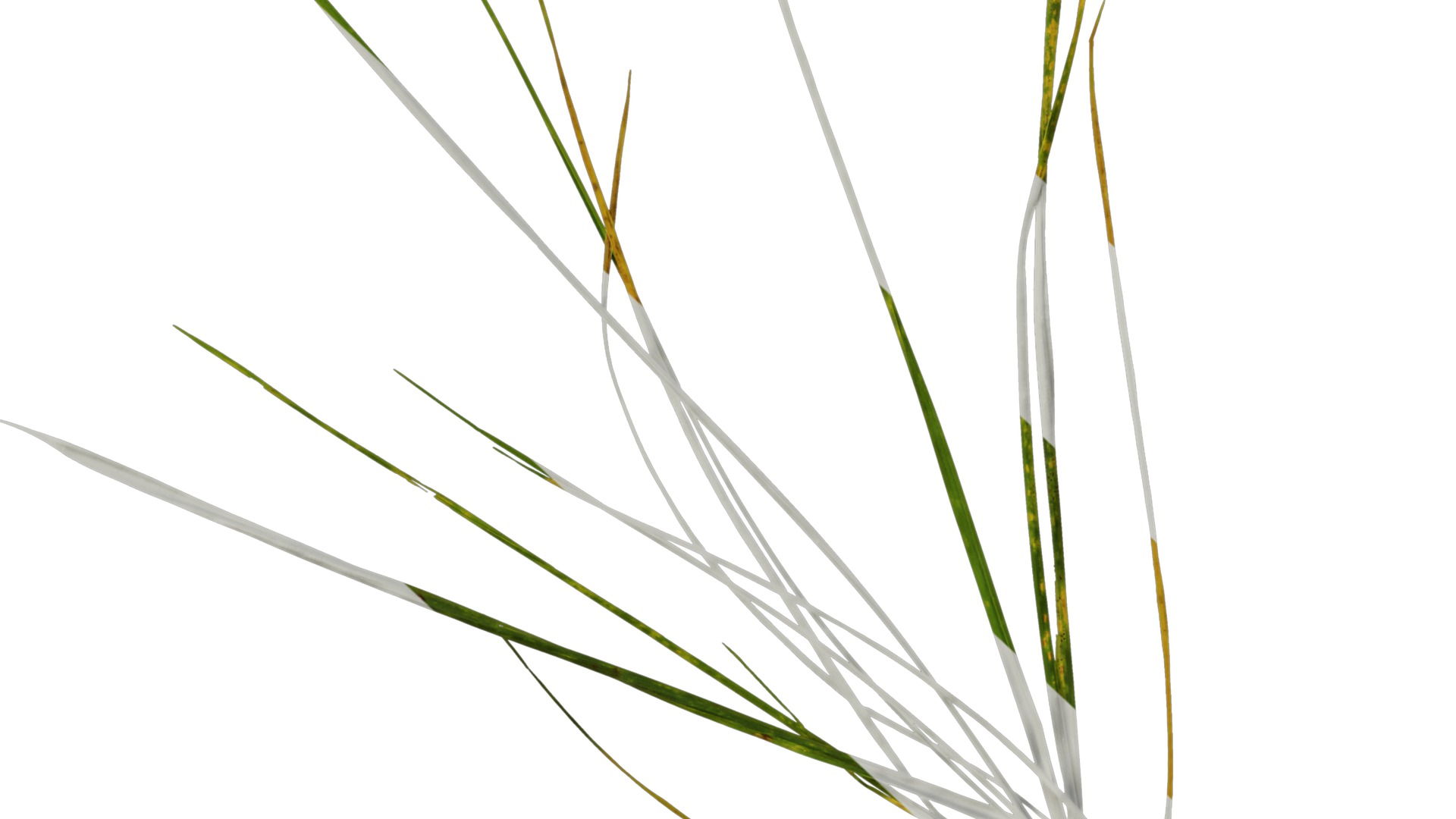 Anydrafts Ammophila arenaria Atlas 02 Texture_6