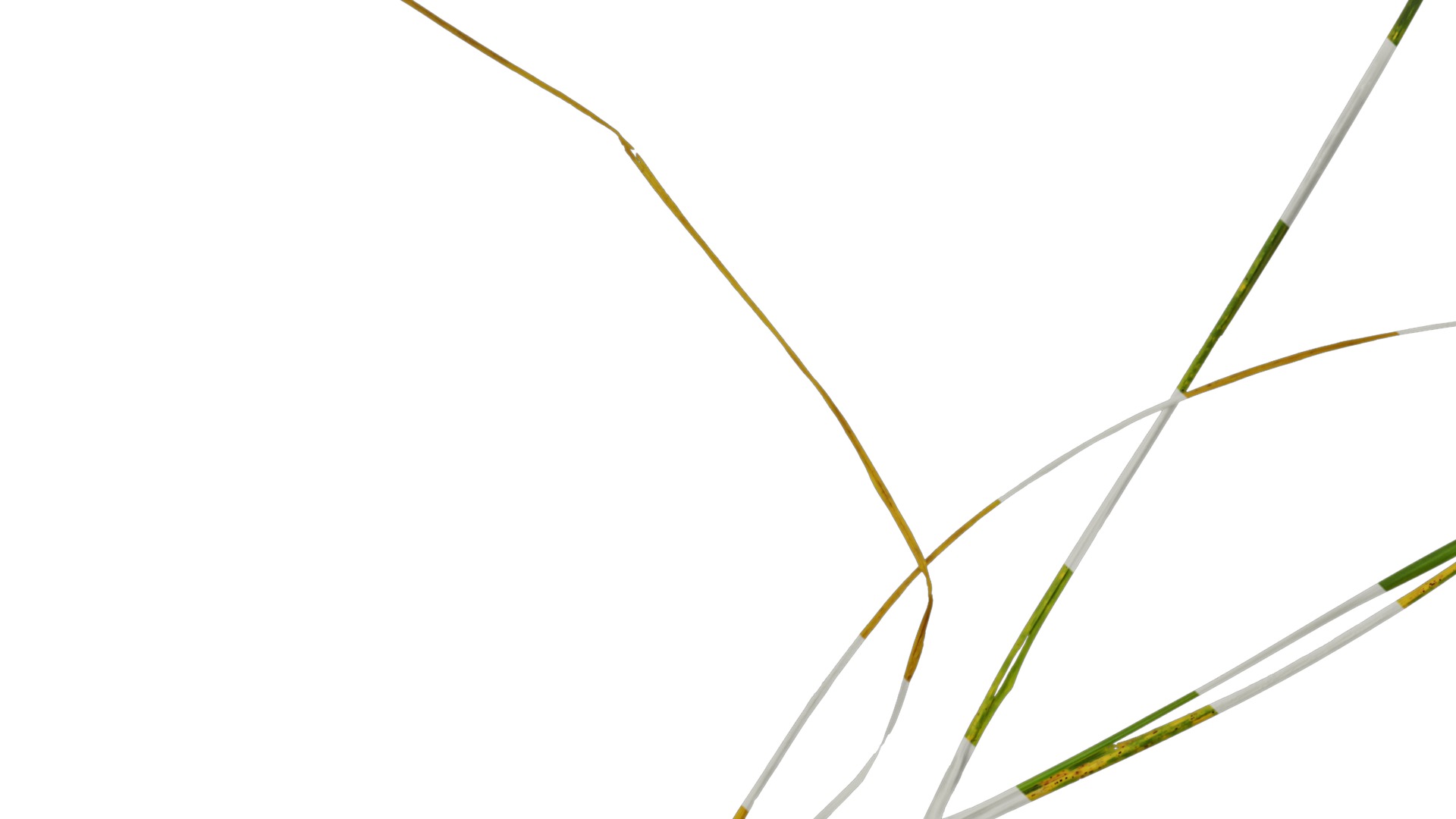 Anydrafts Ammophila arenaria Atlas 02 Texture_3