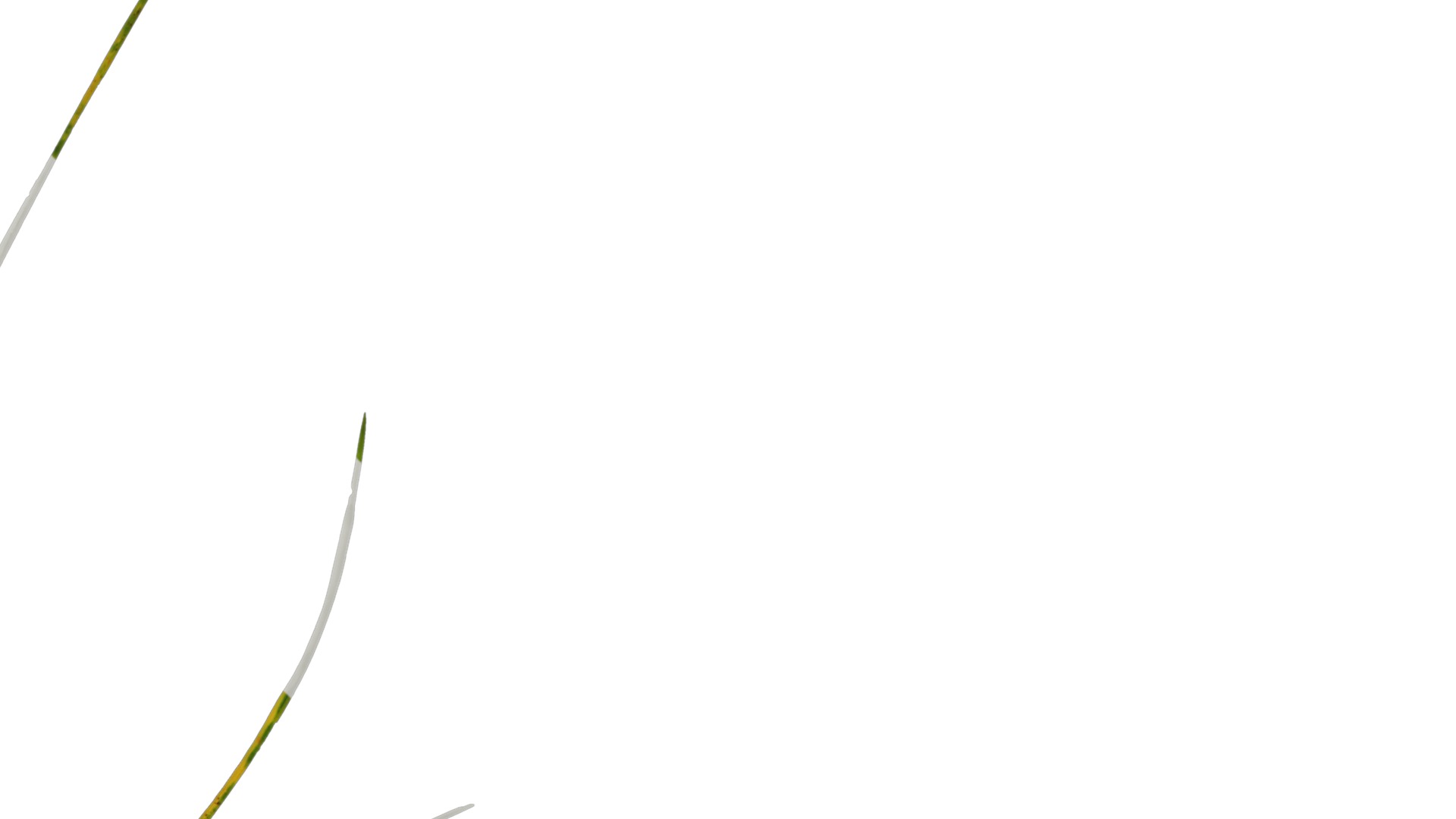 Anydrafts Ammophila arenaria Atlas 02 Texture_2