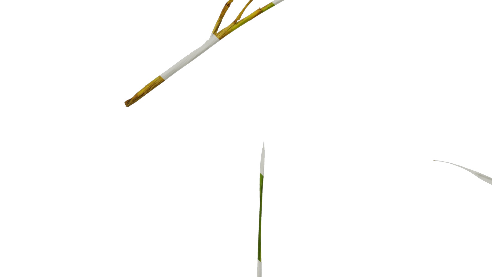 Anydrafts Ammophila arenaria Atlas 02 Texture_5