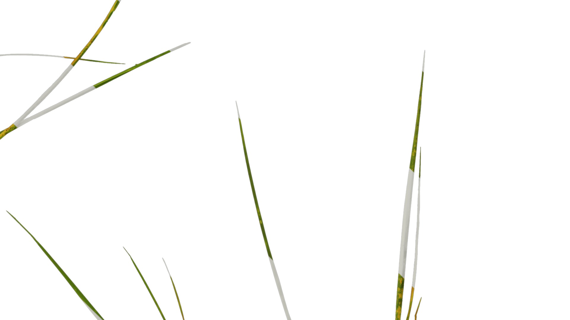 Anydrafts Ammophila arenaria Atlas 02 Texture_4